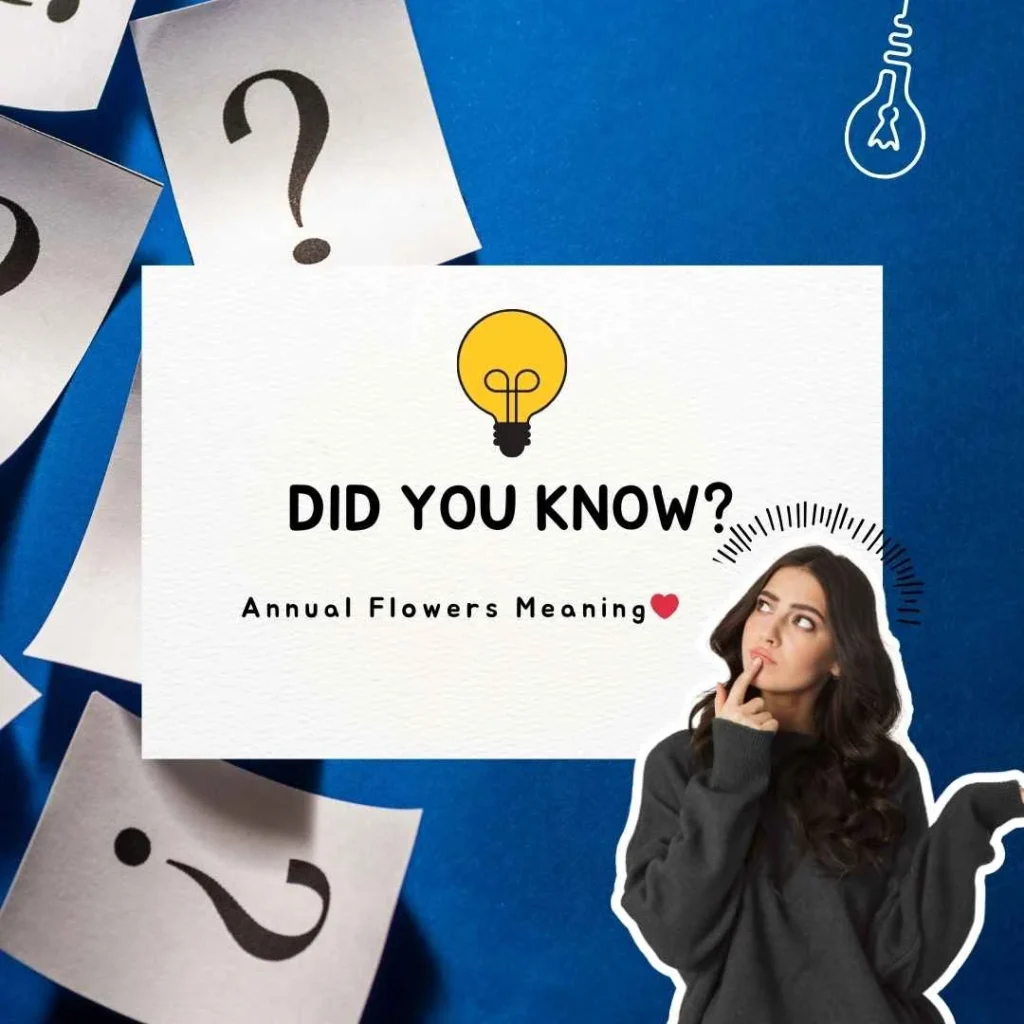 Annual Flowers Meaning