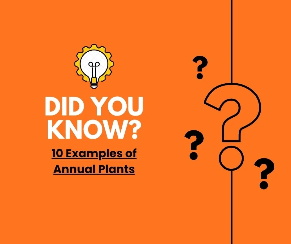10 Examples of Annual Plants