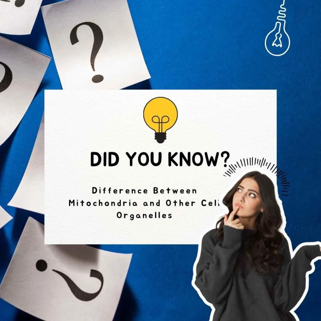 What Does Mitochondria Mean?