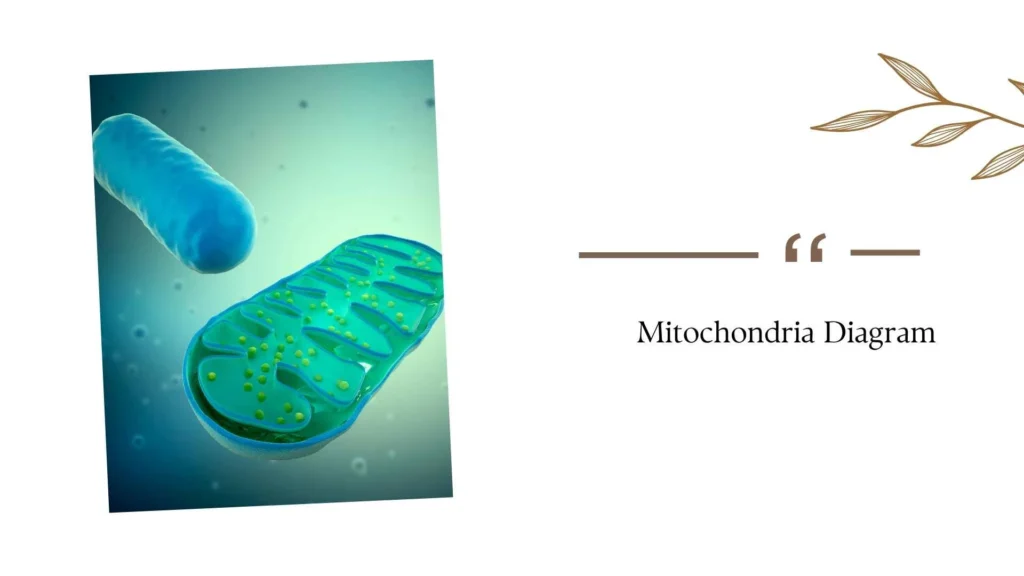 Mitochondria Diagram