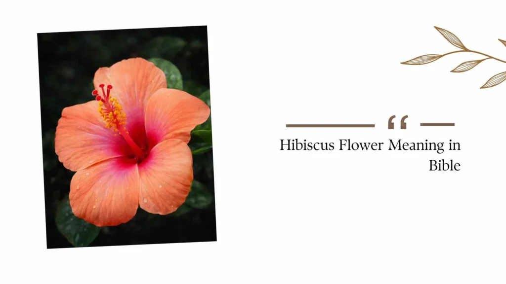 Hibiscus Flower Meaning in Bible