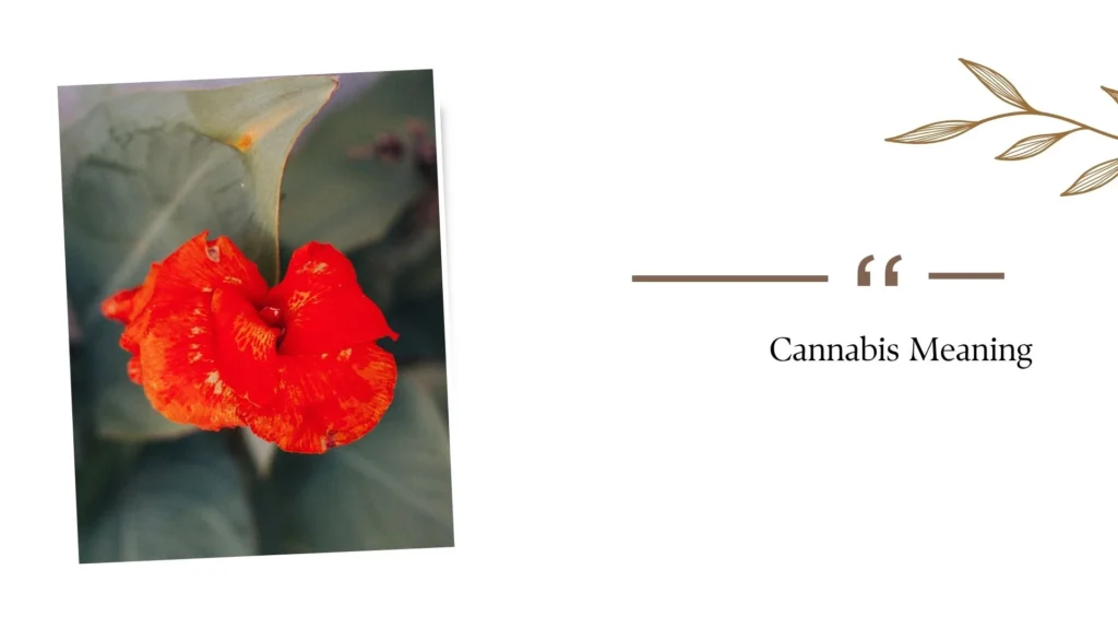 Cannabis Meaning