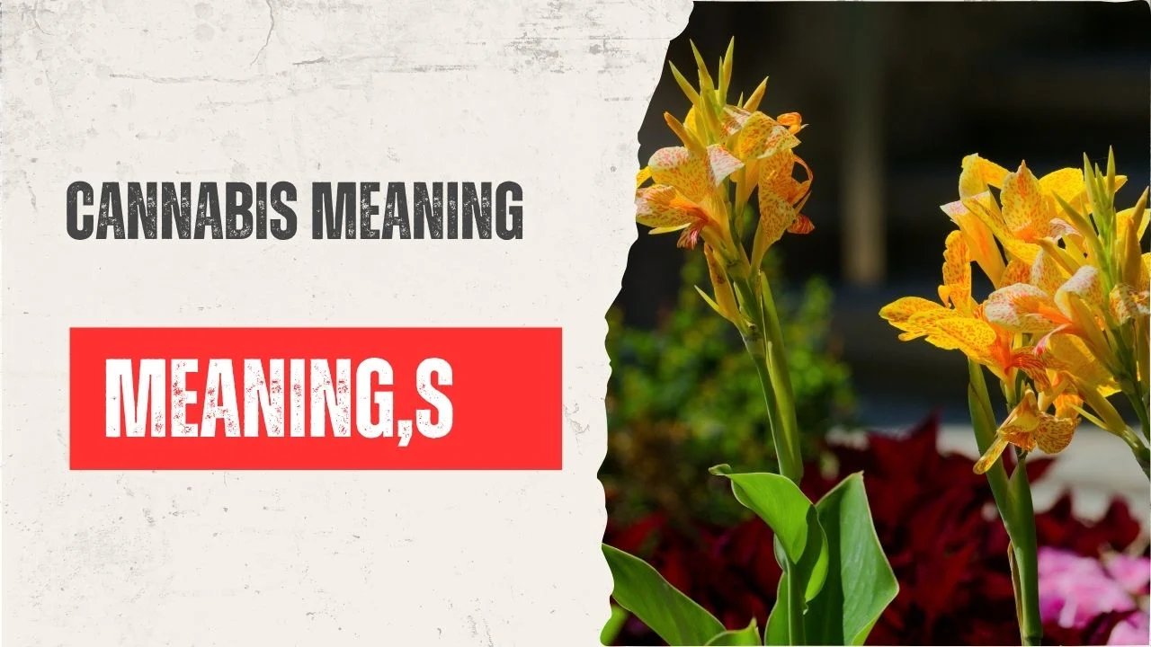 Cannabis Meaning